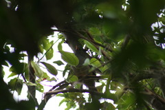 Hypsipetes borbonicus