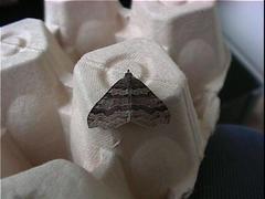 Austrocidaria parora