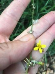 Senecio pubigerus