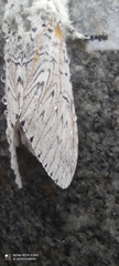 Lepidoptera