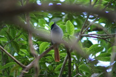 Terpsiphone bourbonnensis