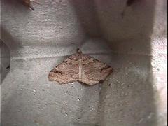 Austrocidaria parora