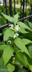 Lamium album