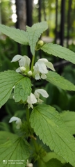 Lamium album