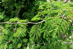 Chloroleucon acacioides