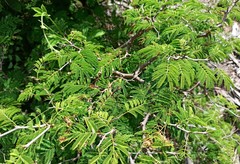 Chloroleucon acacioides