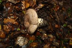 Lactarius argillaceifolius megacarpus