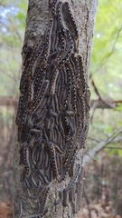 Malacosoma disstria