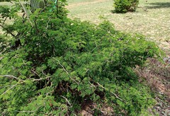 Chloroleucon acacioides