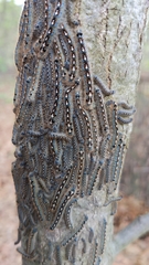 Malacosoma disstria