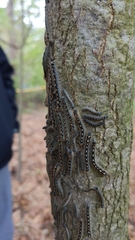 Malacosoma disstria