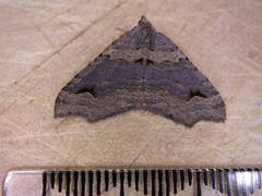 Austrocidaria parora