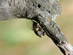 Cicadetta montana