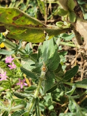 Hypericum pubescens image