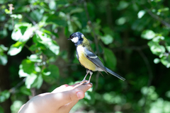 Parus major