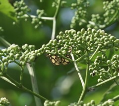 Odina hieroglyphica ortina