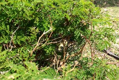 Chloroleucon acacioides