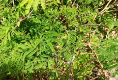 Chloroleucon acacioides