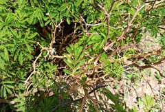 Chloroleucon acacioides