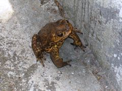 Rhinella diptycha