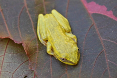 Heterixalus madagascariensis
