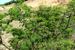 Chloroleucon acacioides