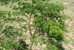 Chloroleucon acacioides