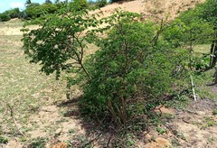 Chloroleucon acacioides