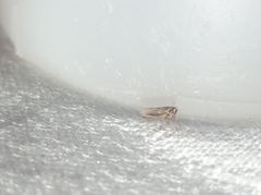 Cicadellidae