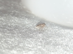 Cicadellidae