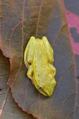 Heterixalus madagascariensis