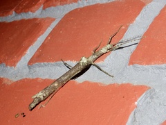 Sosibia