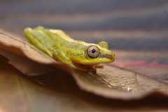 Heterixalus madagascariensis