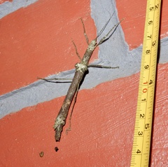 Sosibia