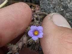 Phacelia gymnoclada