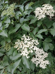 Sambucus nigra