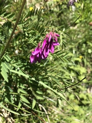 Hedysarum hedysaroides