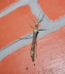 Sosibia