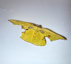 Corymica arnearia