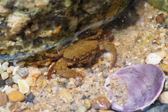 Gaetice depressus