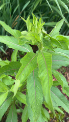 Oenothera biennis