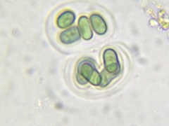 Chroococcales