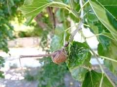 Hierodula transcaucasica