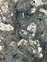 Cryptoblepharus africanus