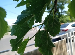 Hierodula transcaucasica