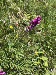 Hedysarum hedysaroides