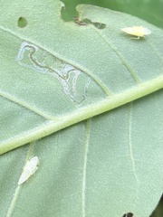 Phyllocnistis magnoliella