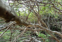 Chloroleucon acacioides