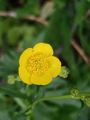Ranunculus acris