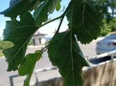 Hierodula transcaucasica